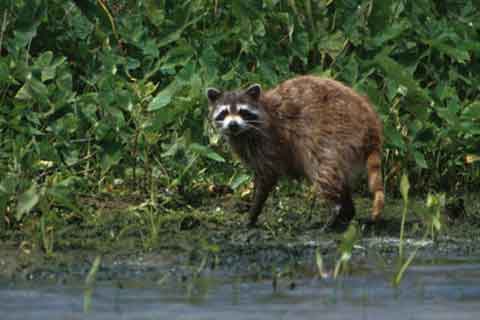Raccoon - By John and Karen Hollingsworth (US Fish and Wildlife service) [Public domain], <a href="https://commons.wikimedia.org/wiki/File%3ARaccoon_in_bayou.jpg" srcset=