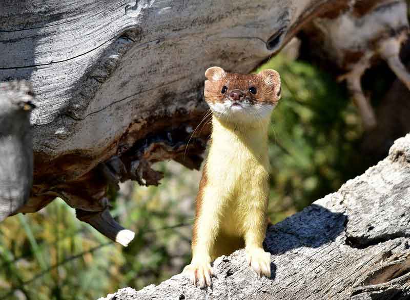 Weasel - cute, but a predator to chickens