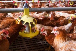 What does a chicken coop need?