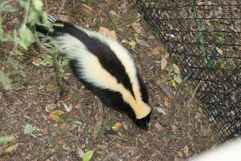 Striped Skunk - By Kevin Bowman [<a href="http://creativecommons.org/licenses/by/2.0" srcset=