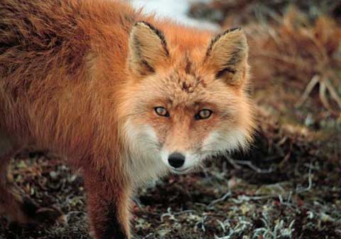 Red Fox - By Haggblom, Lisa (U.S. Fish and Wildlife Service) [Public domain], <a href="https://commons.wikimedia.org/wiki/File%3AVulpes_vulpes_at_Cape_Newenham.jpg" srcset=