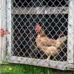 Do Chicken Coops Protect against Extreme Temperatures?