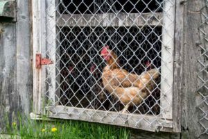 Do Chicken Coops Protect against Extreme Temperatures?
