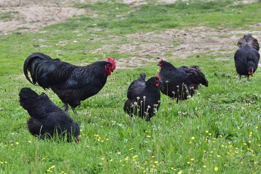 Australorp chickens on a farm