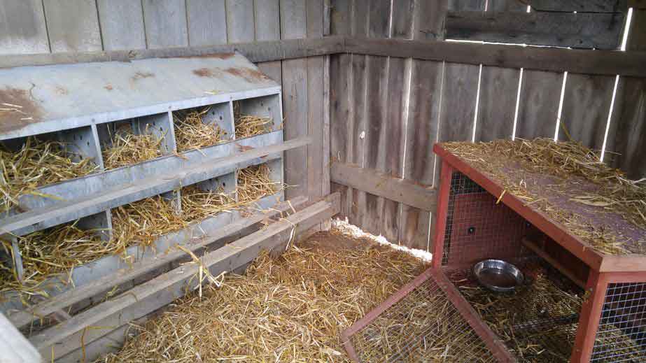 chicken-coop-nesting-boxes-6-things-you-need-to-know