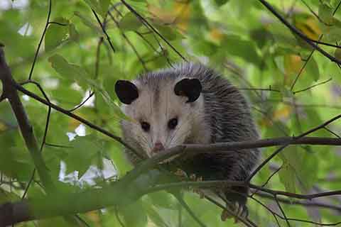 Opossum - By Andy Reago & Chrissy McClarren (Opossum) [<a href="http://creativecommons.org/licenses/by/2.0" srcset=