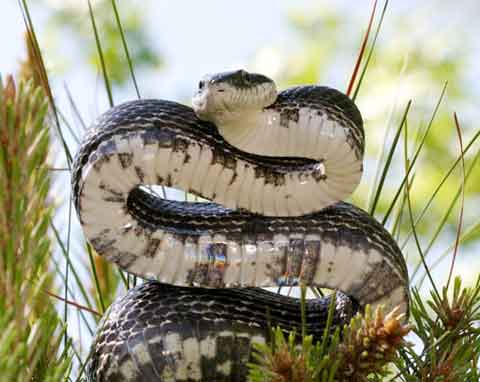 Black Rat Snake - By Patrick Coin (Patrick Coin) (Photograph taken by Patrick Coin) [<a href="https://creativecommons.org/licenses/by-sa/2.5" srcset=