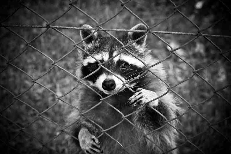 Raccoon can be a devastating threat to your chickens