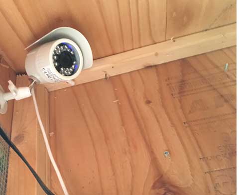 Webcam mounted inside the coop in an upper corner. This gives a good view of the nesting boxes, perch and thermometer.
