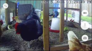 Why you need a chicken coop camera