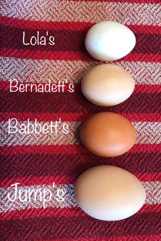 Each of our hens produce different color eggs
