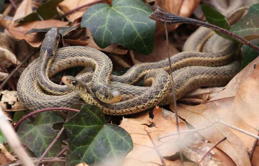 How To Keep Snakes Out Of Chicken Coops Diy Coop Builder