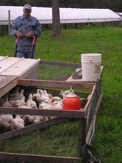 Chicken tractor on the move close-up