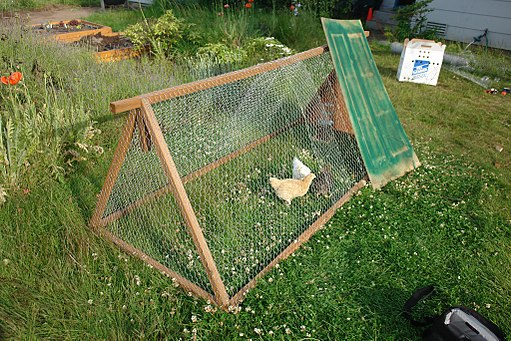 Chicken tractor with three chicks