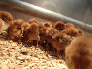 Farm store chicks