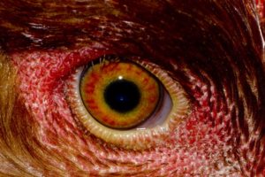 Chicken eye close up