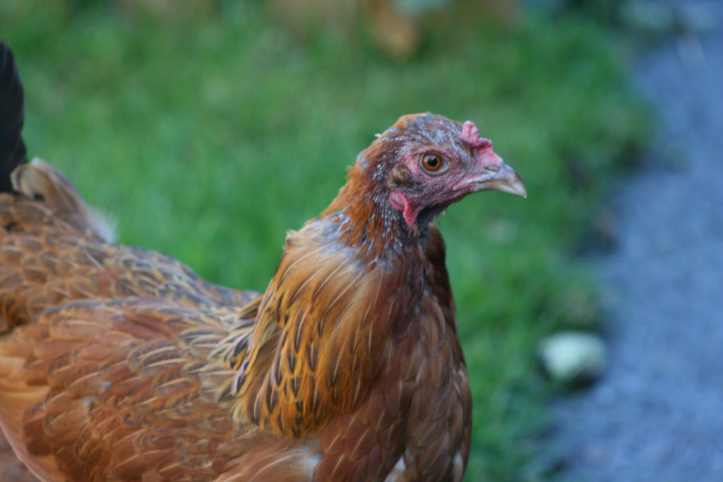 A chicken showing feather loss, a sign of molting.