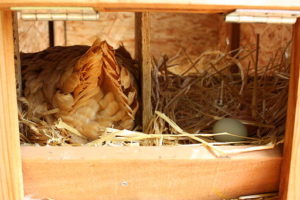 Chicken laying an egg