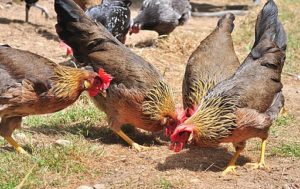 Brown Leghorn hens