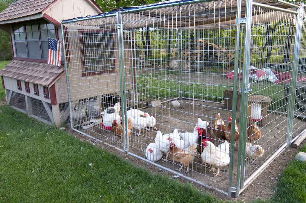 Chicken Coop Ventilation Pro Tips