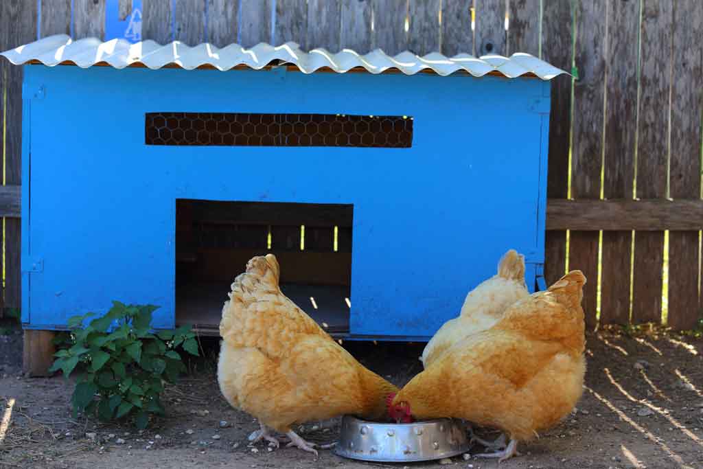 Chicken Coop Ventilation Pro Tips Diy Coop Builder