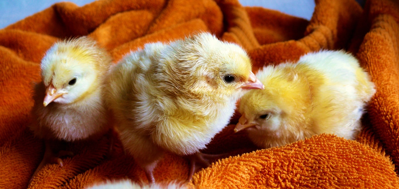 Baby chickens