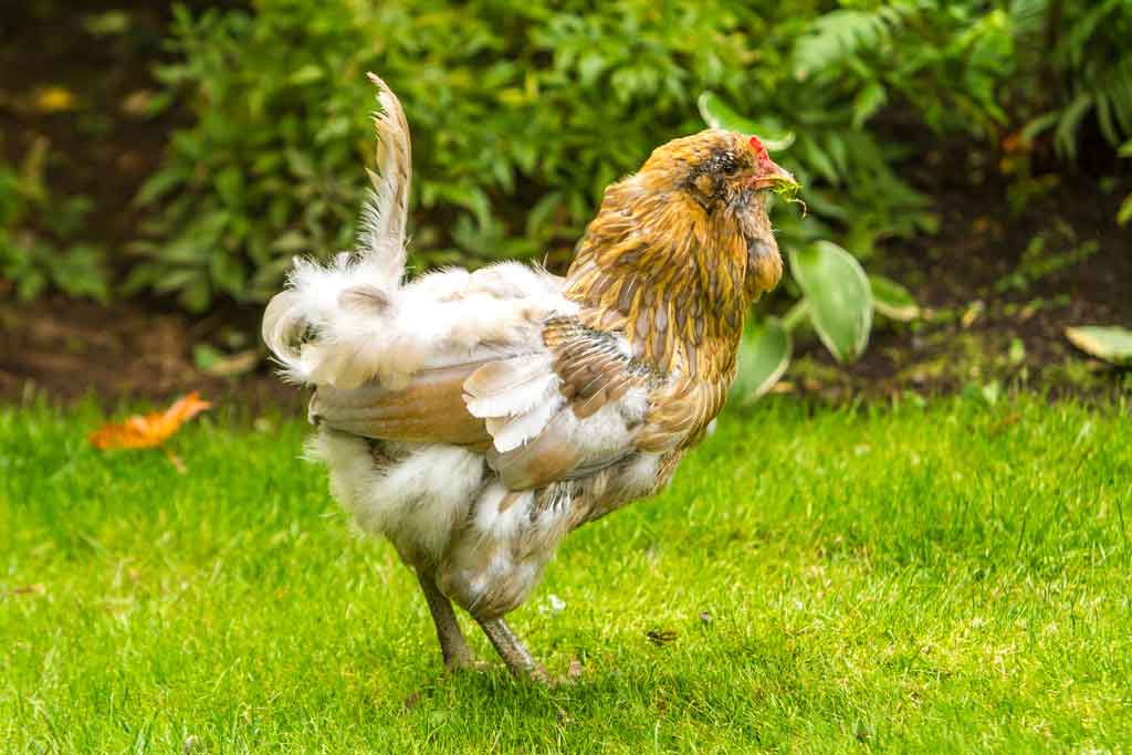 Ameraucana chicken molting