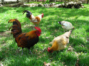 Various chicken breeds