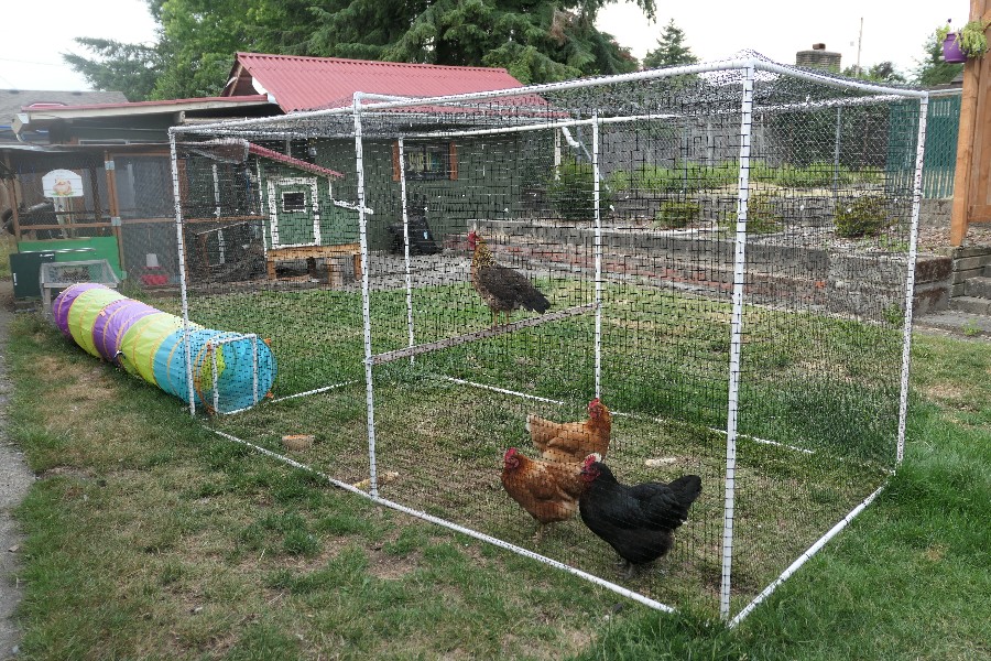 PVC pipe chicken run