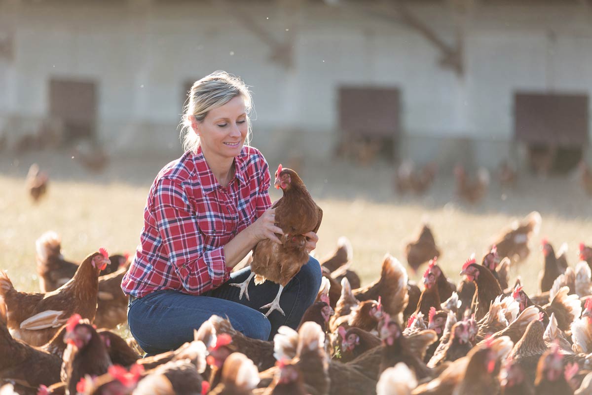 Chicken Coop Heater