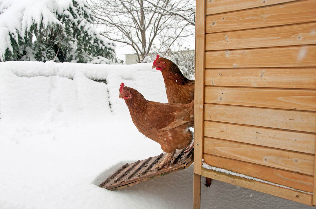 Winter Chicken Coop