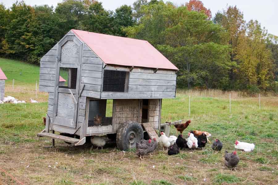 portable chicken coop on wheels