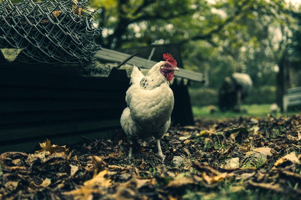 Chicken Coop on Wheels