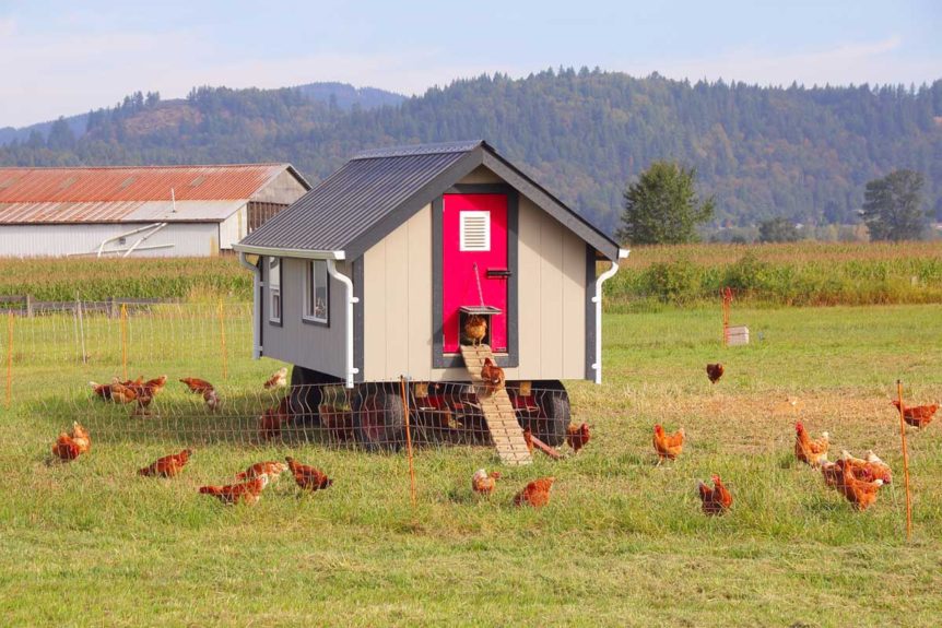 5 Diy Automatic Chicken Coop Doors For Easy Care Pampered Chicken Mama