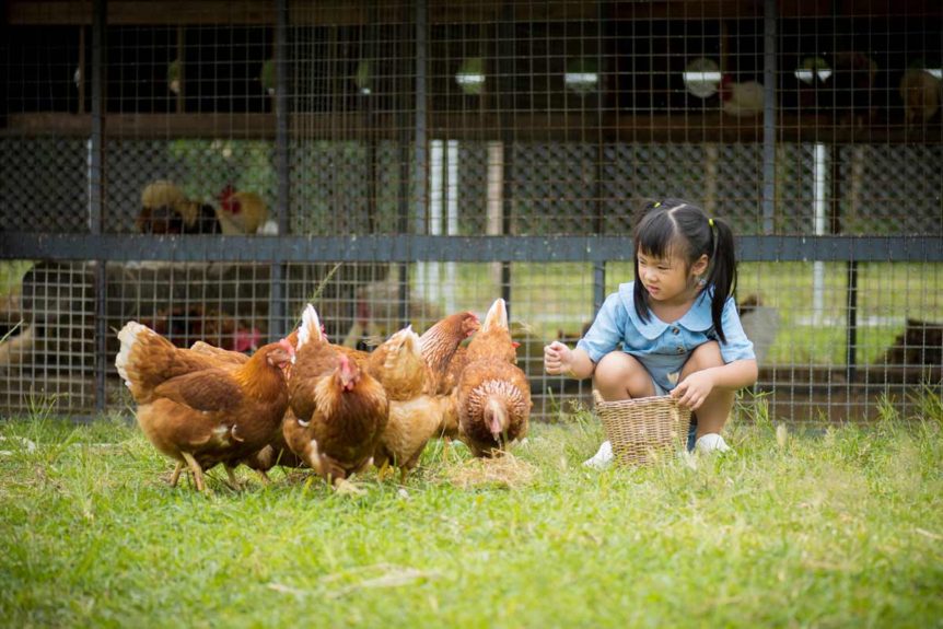 Why Your Backyard Chickens Will Love Sand For Chicken Coops Diy