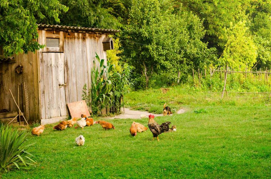 5 Key Steps to Building a Chicken Yard