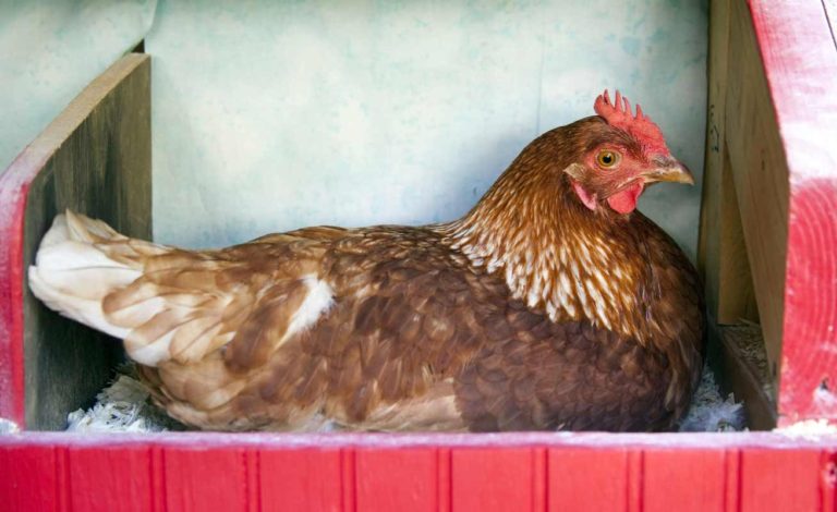  Chicken Nesting Box Dimensions