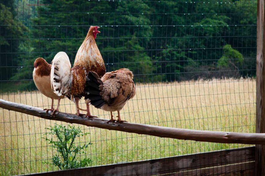 What Is A Chicken Perch And Do Why Your Hens Need It 1529