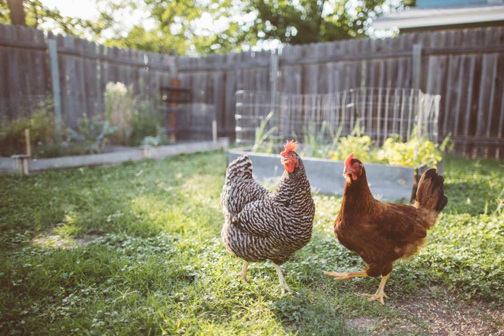 Steps to Building a Chicken Yard