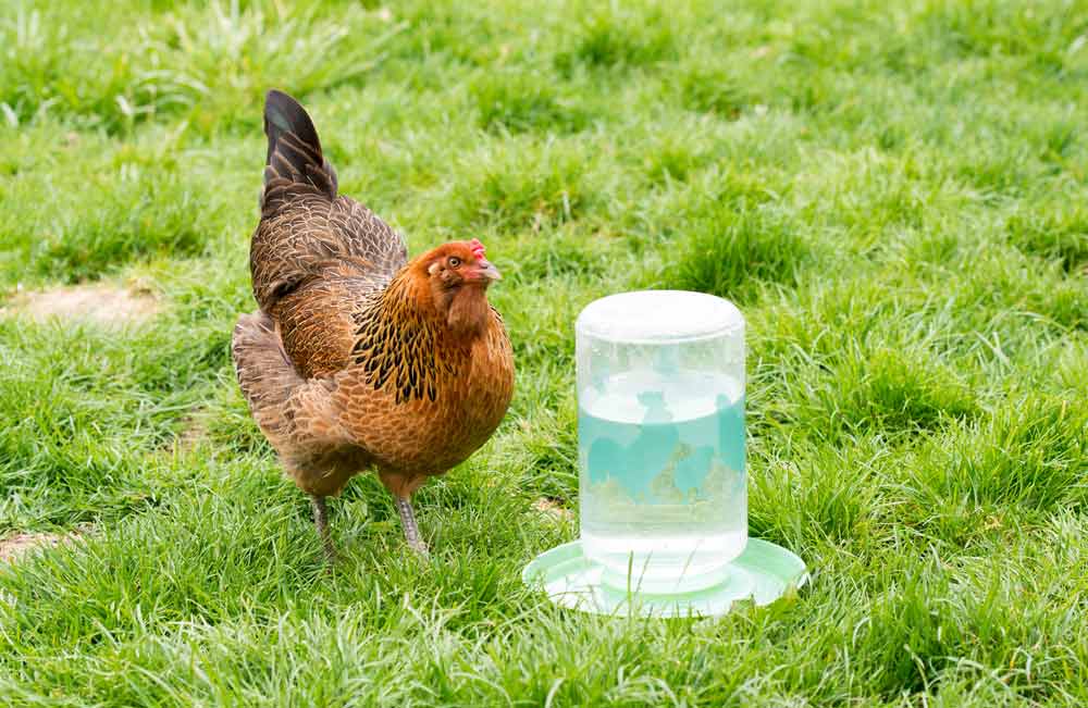 A Heated Chicken Waterer Keeps Water from Freezing