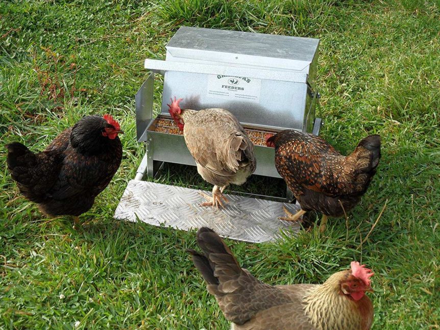 7 Best Chicken Feeders For Your Backyard Brood That Prevent Waste