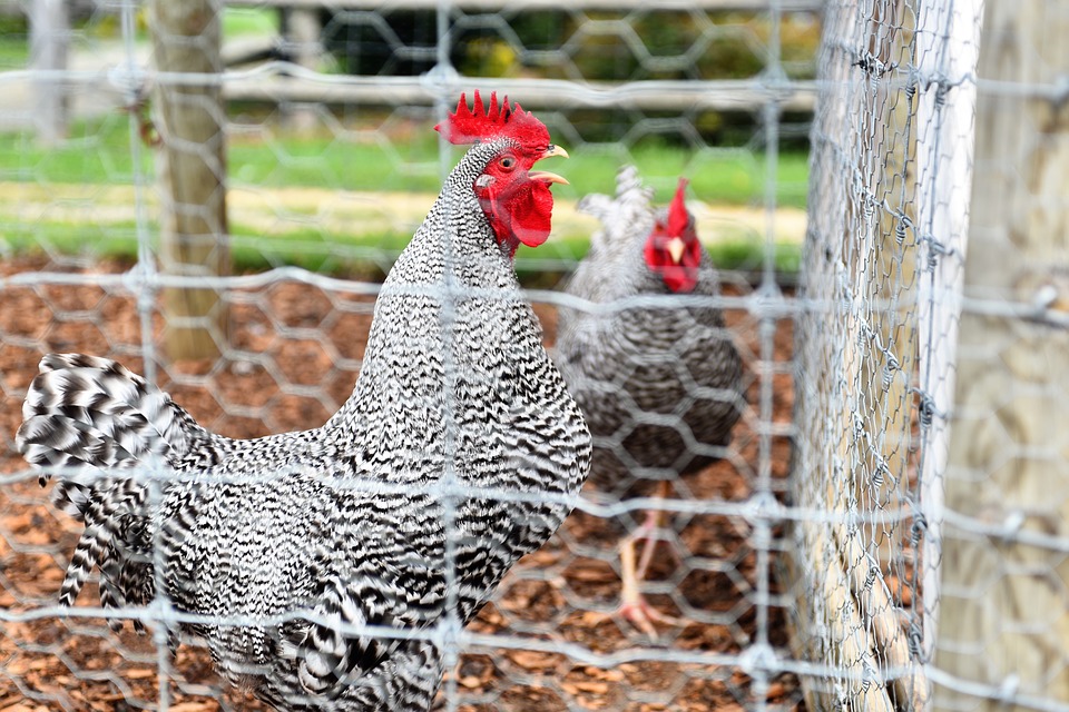 custom chicken enclosure