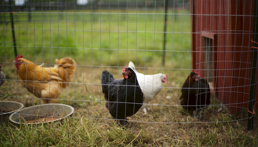 Free Chicken Run Ideas You Can DIY This Weekend