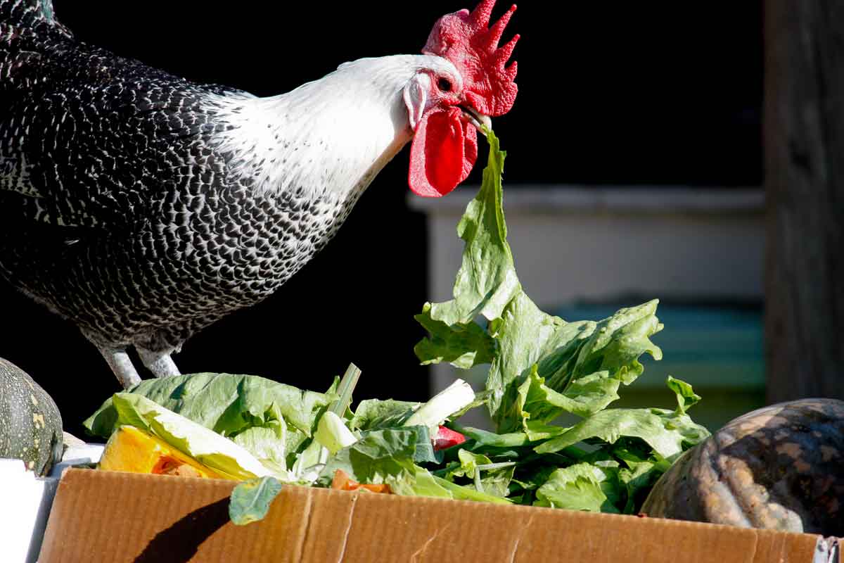 chicken eating lettuce treat