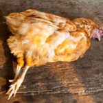 What to do when a chicken dies