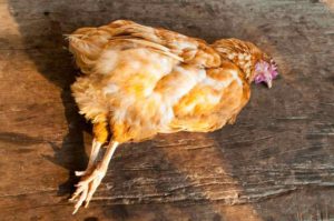 What to do when a chicken dies