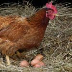This is Why Chickens Stop Laying Eggs