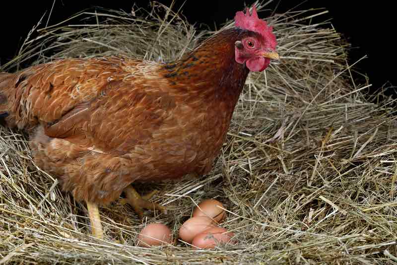 Hen with four eggs in a nest