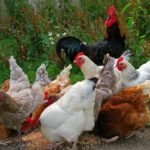A Guide to The Best Egg Laying Chickens
