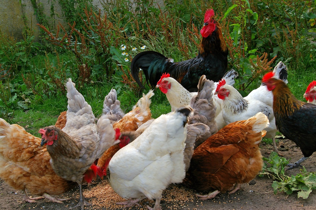 Different breeds of chickens near feed